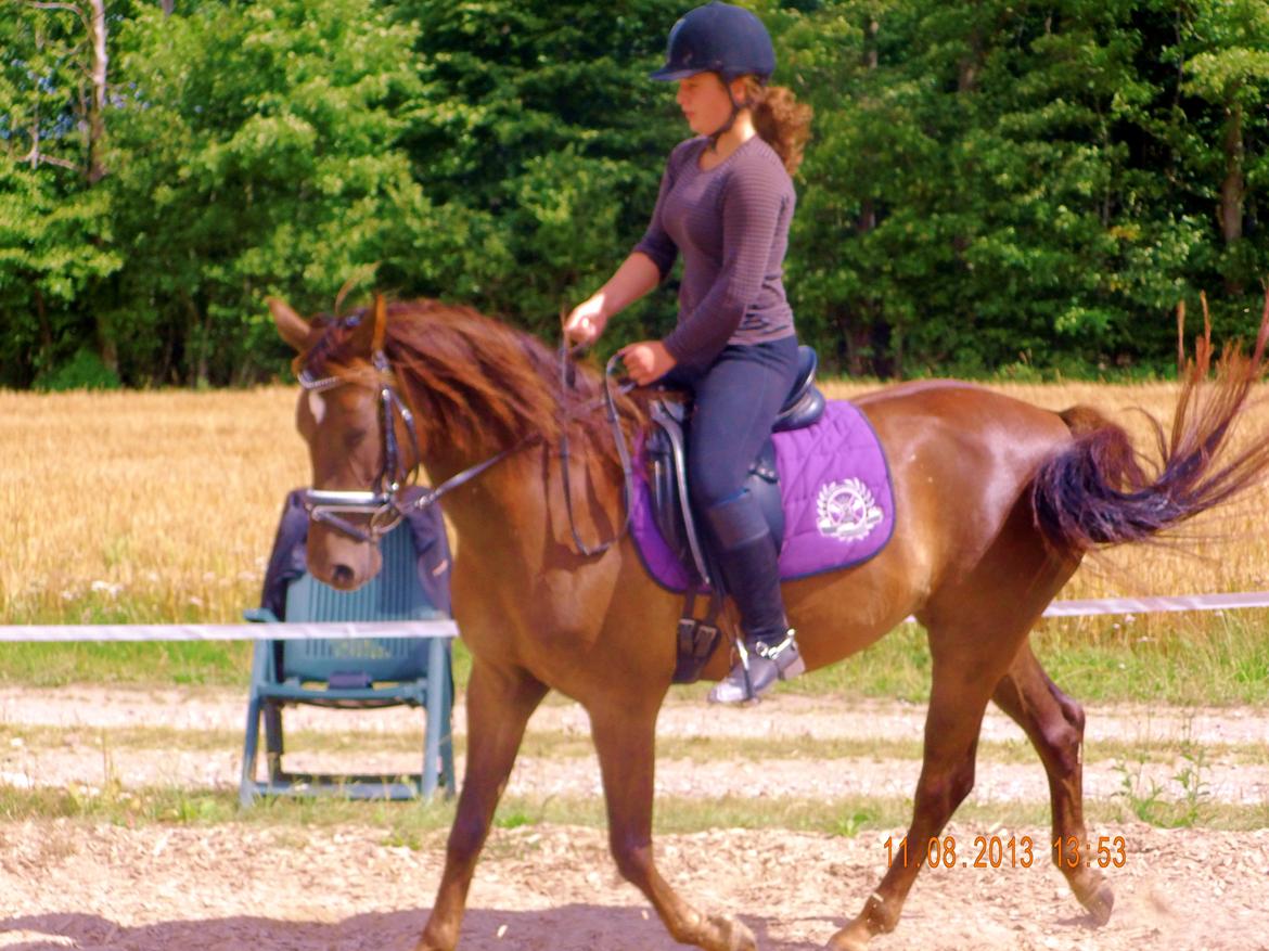 Anden særlig race Marielunds Faiht!<3 My Soulmate!<3 - You are my diamond <3  billede 2