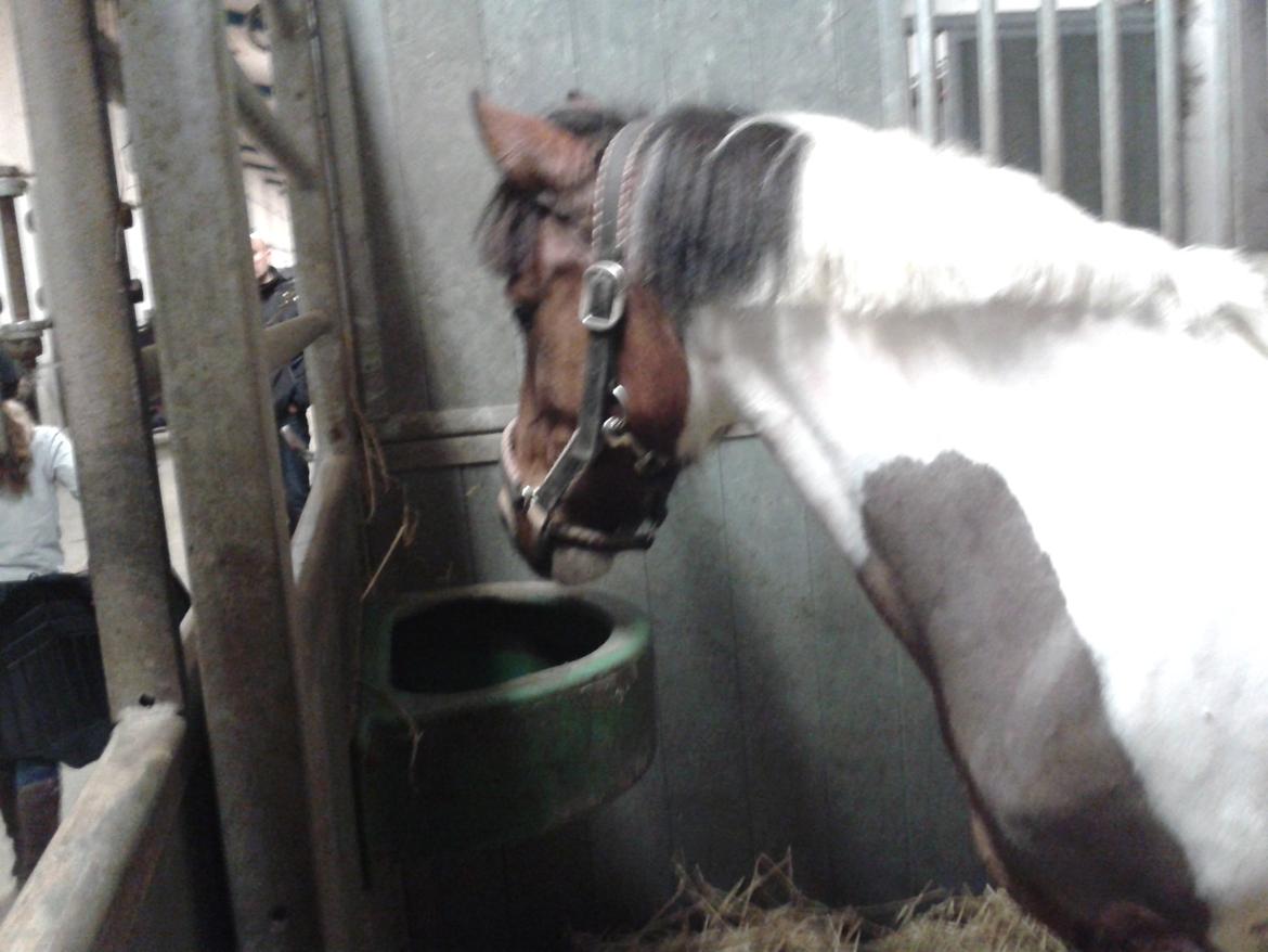 Pinto Gaisha - Min baby<3 billede 33