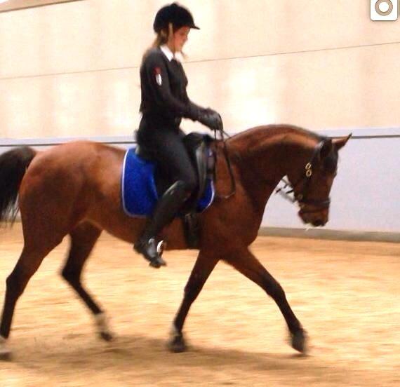 Anden særlig race Beauty Kronborg billede 7