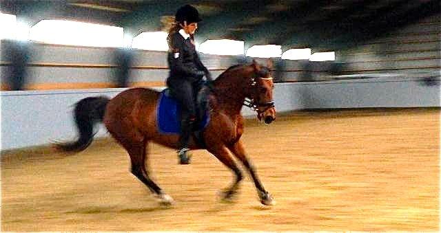 Anden særlig race Beauty Kronborg billede 8