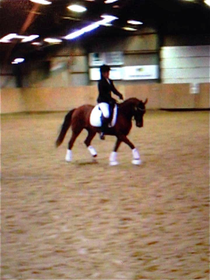 Anden særlig race Beauty Kronborg billede 9