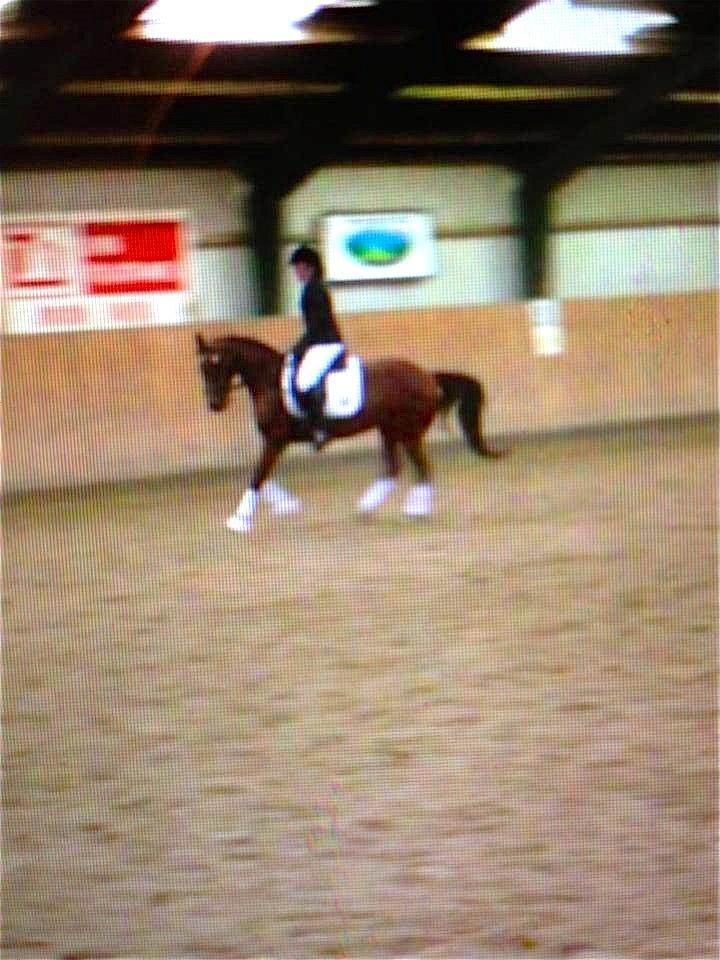 Anden særlig race Beauty Kronborg billede 11