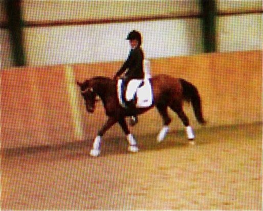 Anden særlig race Beauty Kronborg billede 12