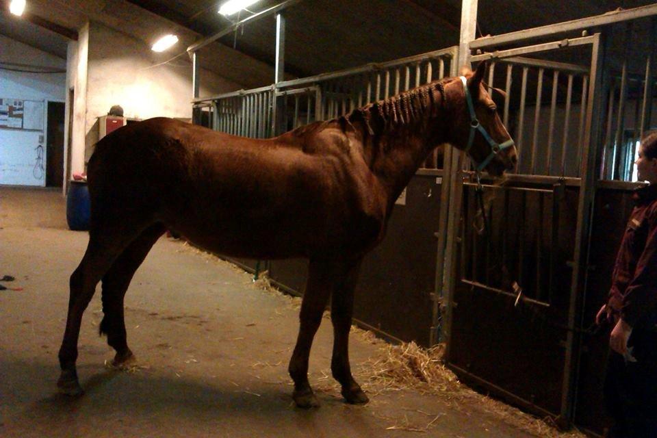 Anden særlig race Lions - Velkommen til Lions profil smid gerne en kommentar og en bedømmelse! <3 billede 1