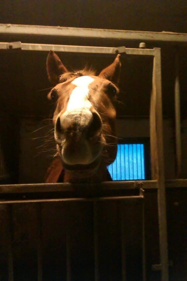 Anden særlig race Lions - Uuhhh heii! :P billede 2