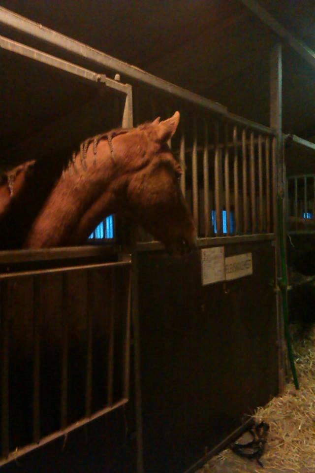 Anden særlig race Lions - <3 billede 3