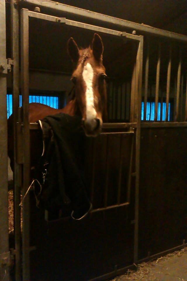 Anden særlig race Lions - Uha det havde jeg ikke set et skridttæppe! :O <3 billede 4