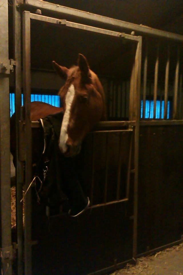 Anden særlig race Lions - <3 <3 <3 billede 5