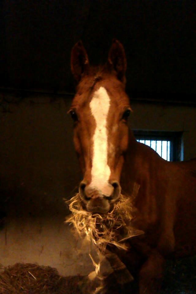 Anden særlig race Lions - Hans spiser det halm han har inde i boksen! :D <3 billede 6