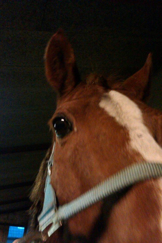 Anden særlig race Lions billede 7