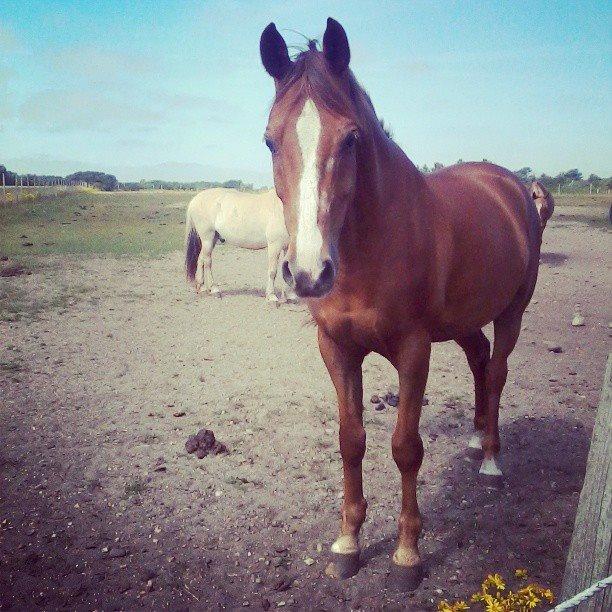 Anden særlig race Lions - <3 På fold! <3 :P billede 9