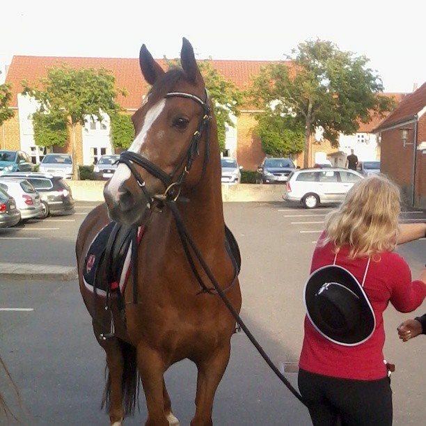 Anden særlig race Lions - Også nede i byen! :O <3 billede 10