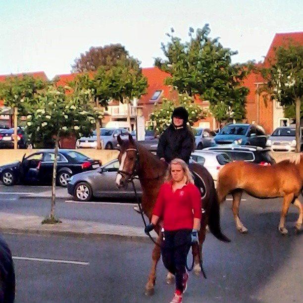 Anden særlig race Lions - Eeejj mit face! :D billede 11