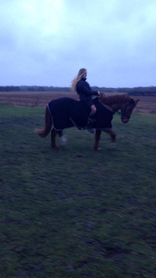 Anden særlig race Cody. billede 18