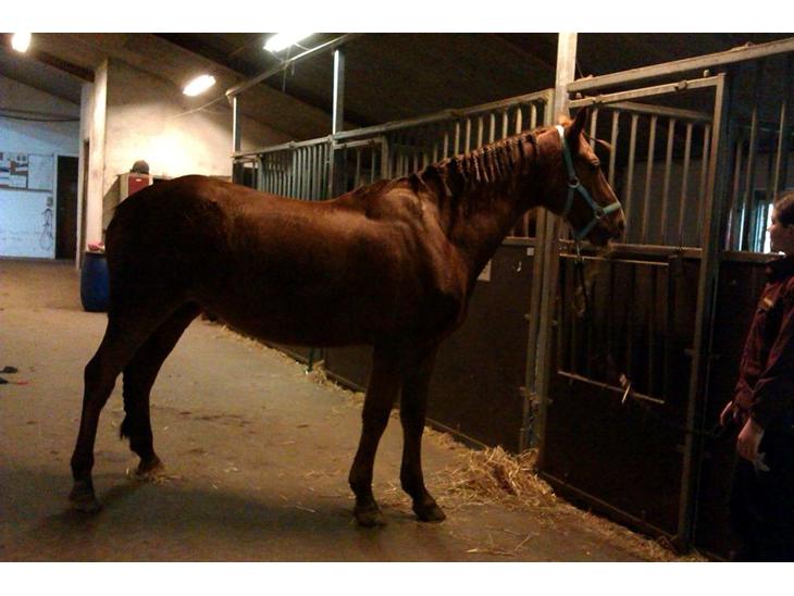 {{currentPhoto.altText}} billede {{currentPhoto.number}}