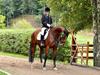 Dansk Varmblod Cherie HS