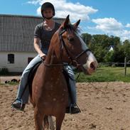 Anden særlig race Chilli