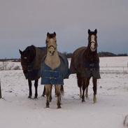 Anden særlig race Chilli
