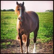 Welsh Cob (sec D) Miss Sahara