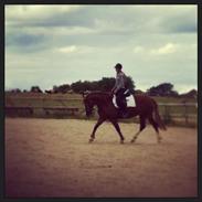 Welsh Cob (sec D) Miss Sahara