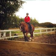 Welsh Cob (sec D) Miss Sahara