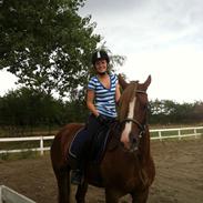 Welsh Cob (sec D) Miss Sahara