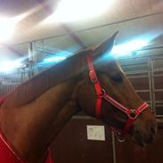 Dansk Varmblod Schou's Lucca