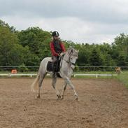 Welsh Pony (sec B) Foxy