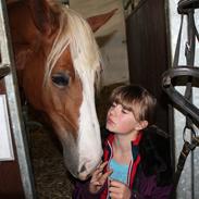 Welsh Cob (sec D) Nastasia