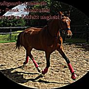 Frederiksborg Nytoftgaards Anastacia