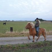 Islænder Dís fra Kópavogi