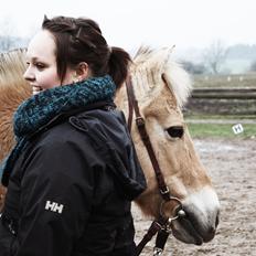 Fjordhest Silas Stanstorp - Min Elskede Bamse