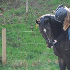 Hollandsk Varmblod Ukki Louwra B-pony