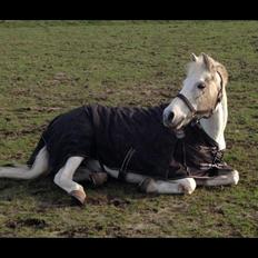 Anden særlig race Tarzan