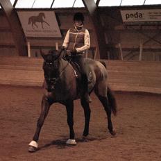 Palomino Pointspring Cezar