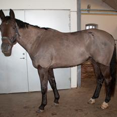 Palomino Pointspring Cezar