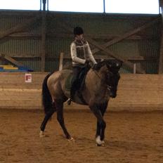 Palomino Pointspring Cezar