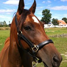 Hollandsk Sportspony Fabiola