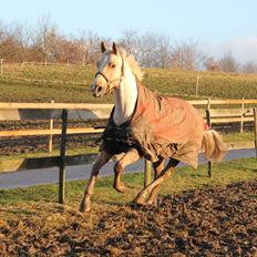 Palomino Rudolph's Cheyenne