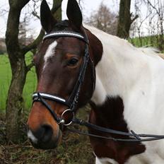 Pinto Elkærs Tassa RPIN F3