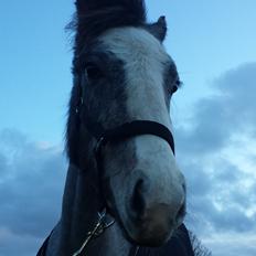 Anden særlig race Kroghsgaards Mira