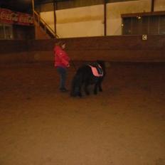 Shetlænder Bjerregaards Maja
