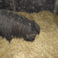 Shetlænder Bjerregaards Maja