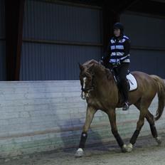 Dansk Varmblod Rotman Enshøj