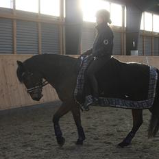 New Forest | Elmholts Scharett