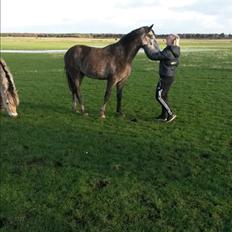 Anden særlig race Pegasus