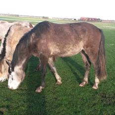 Anden særlig race Pegasus