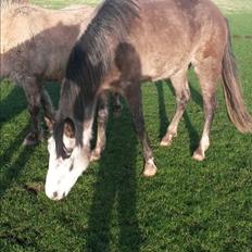 Anden særlig race Pegasus