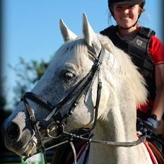 Dansk Varmblod Abdallah *STJERNEN*