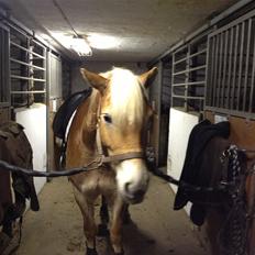 Tyroler Haflinger Steixi